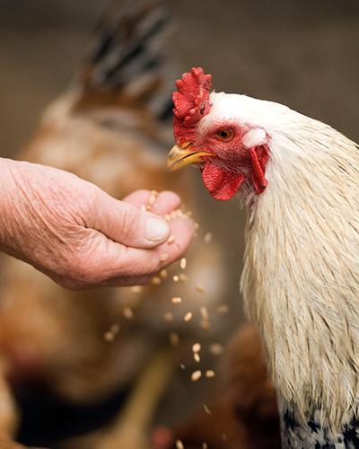 ELEVAGE - poulet -animaux de la ferme - milieu agricole - vie rurale - alexandre escudero photographe grenoble