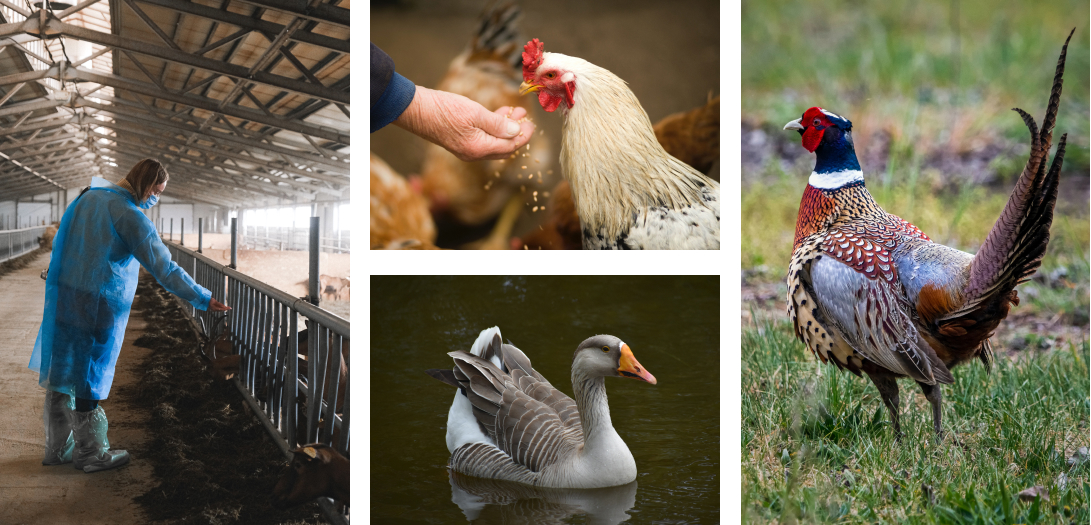 photographie animalière - photographie d'élevage - photo de poules - poulet - canard - oie - alexandre escudero photographe grenoble