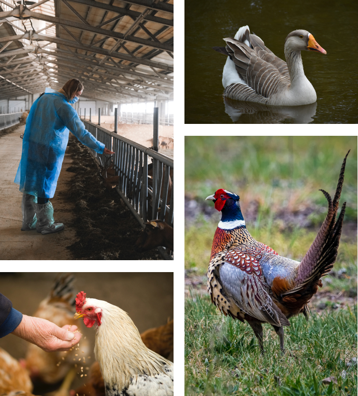 photographie animalière - photographie d'élevage - photo de poules - poulet - canard - oie - faisans - alexandre escudero photographe grenoble